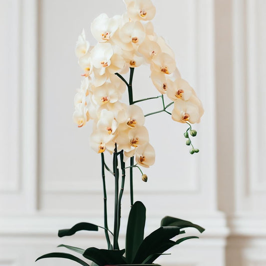 Orchid Plants for Easter and Passover | Donya's Florals - Orchids by Donya's Florals