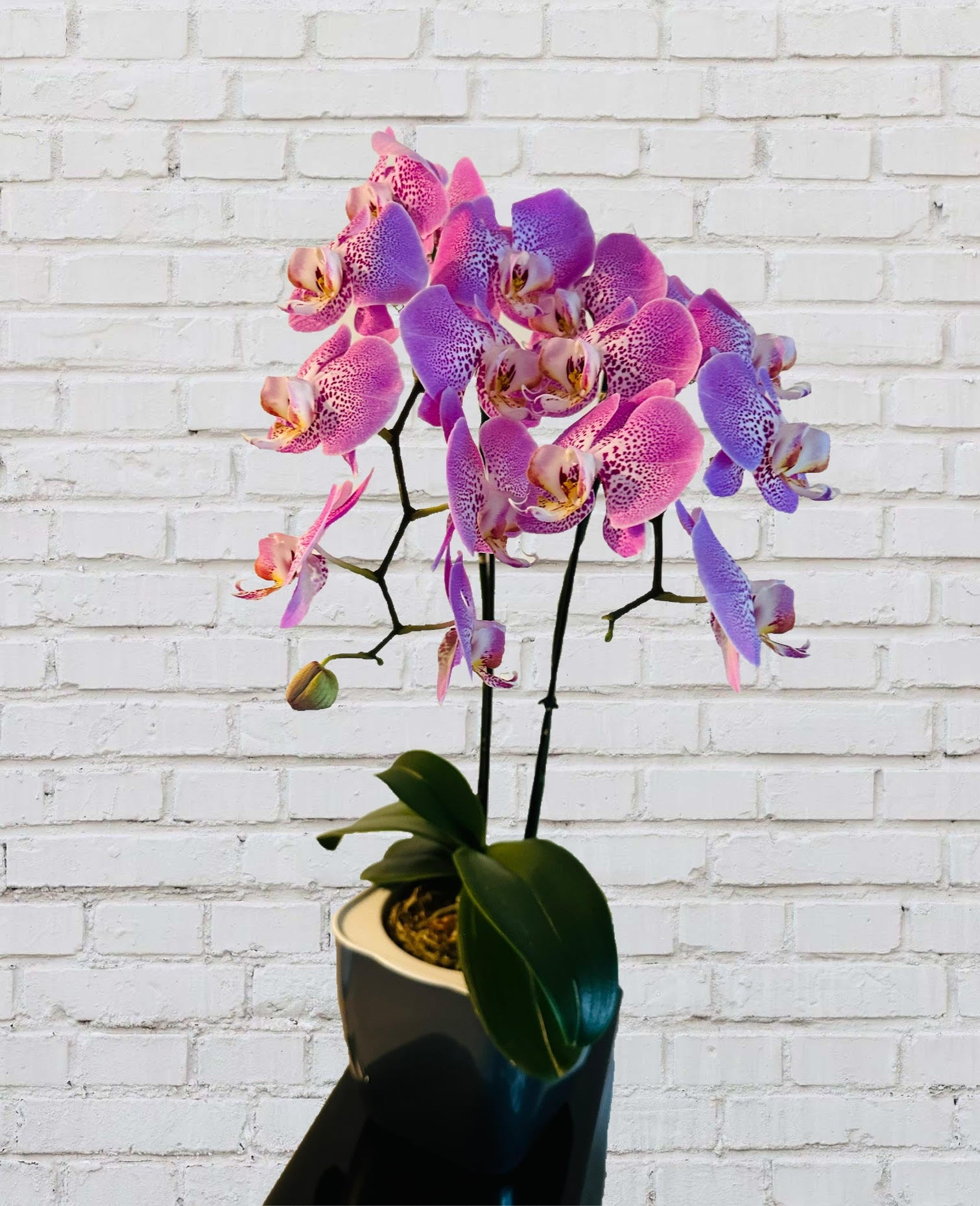 Lady Lavender Waterfall Orchid Plant Gift - Orchids by Donya's Florals
