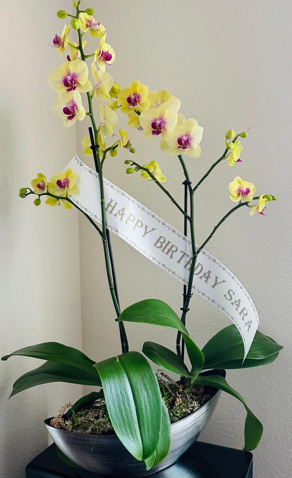 A Designer's Choice Orchid - Orchids by Donya's Florals