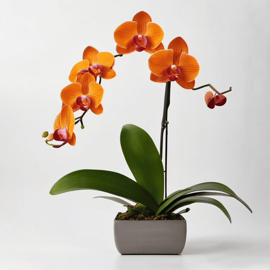 Orange Blossom Orchid Plant - Orchids by Donya's Florals