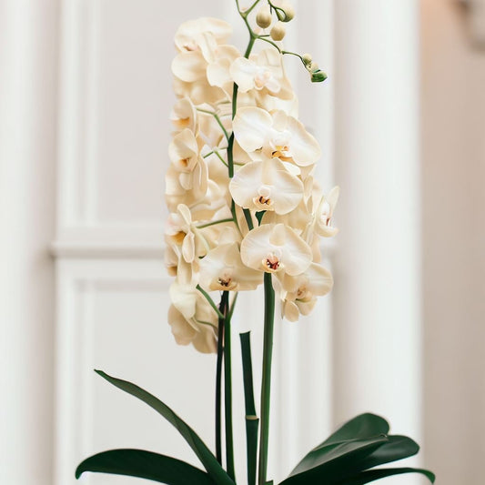 2024: New Site, New Orchids, New Year! - Orchids by Donya's Florals