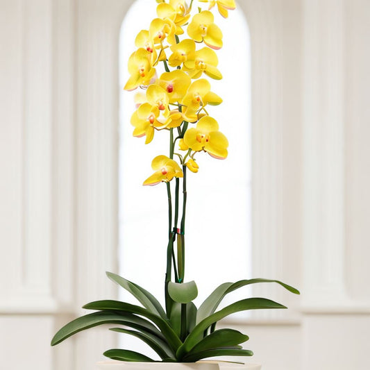The Number One Orchid Grower in the USA is Florida - Orchids by Donya's Florals