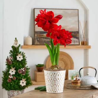 Amaryllis Plant