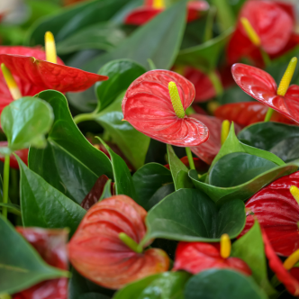 Anthurium Plant