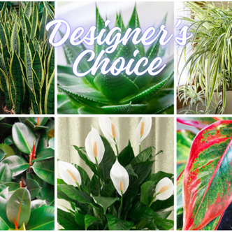 Designer's Choice Plant