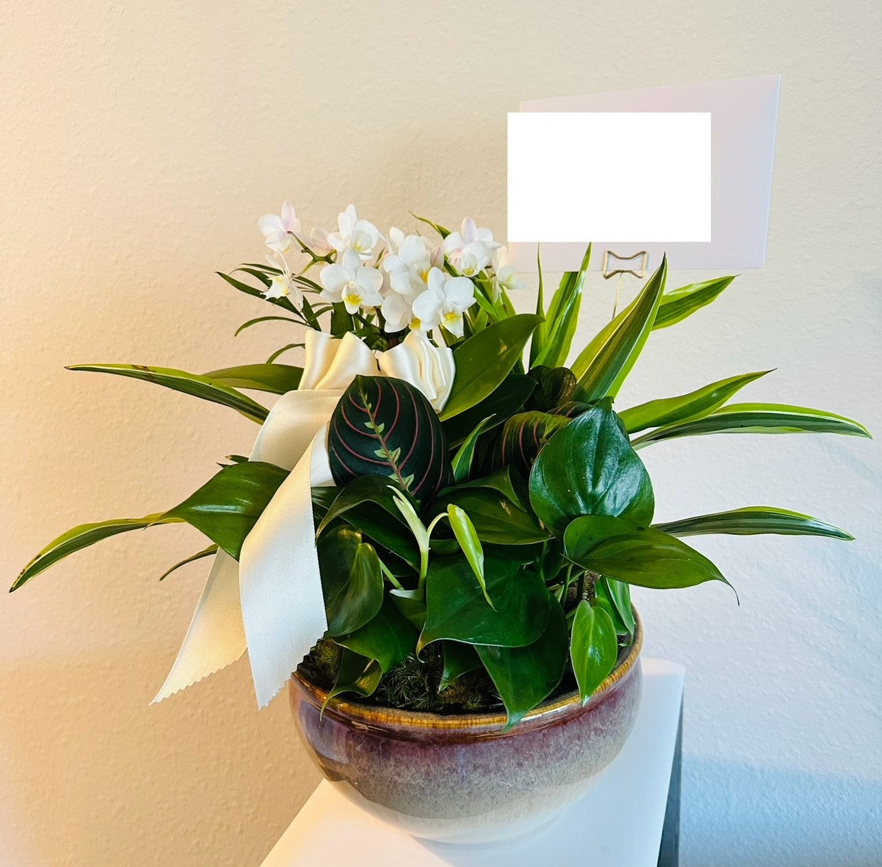 Designer's Choice Plant