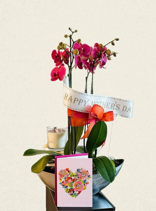 Mother's Day Blooming Orchid Gift Set
