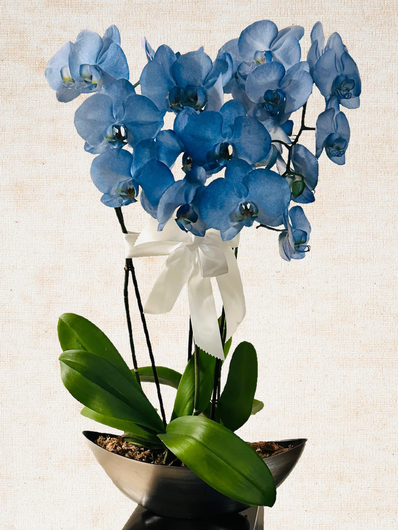 Ocean Blue Orchid Plant - Orchids by Donya's Florals
