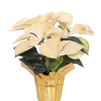 White Poinsettia Plant