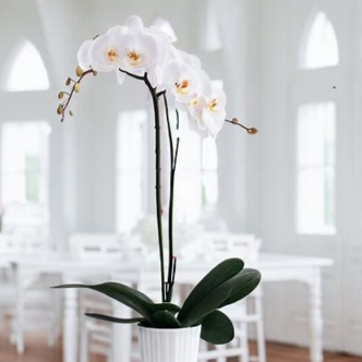 Classic White Orchid