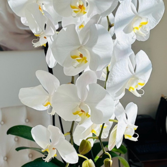 Classic White Orchid