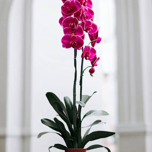 Bi-Colored Fuchsia Orchid - Orchids by Donya's Florals