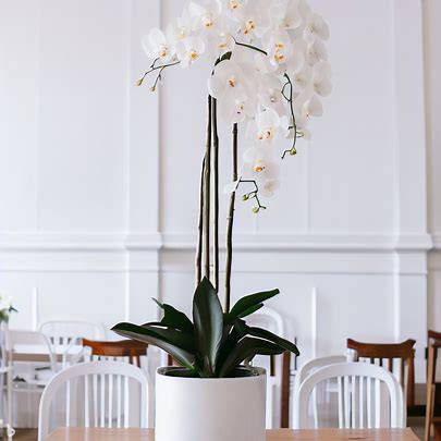 Elegant White Orchid Plant - Orchids by Donya's Florals