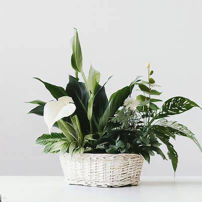 Forever Green Assorted Plant Garden - Orchids by Donya's Florals