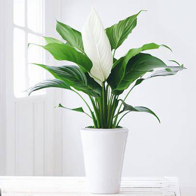 Peace Lily Plant - Orchids by Donya's Florals