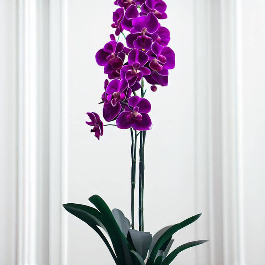 Purple Orchid Oasis - Orchids by Donya's Florals