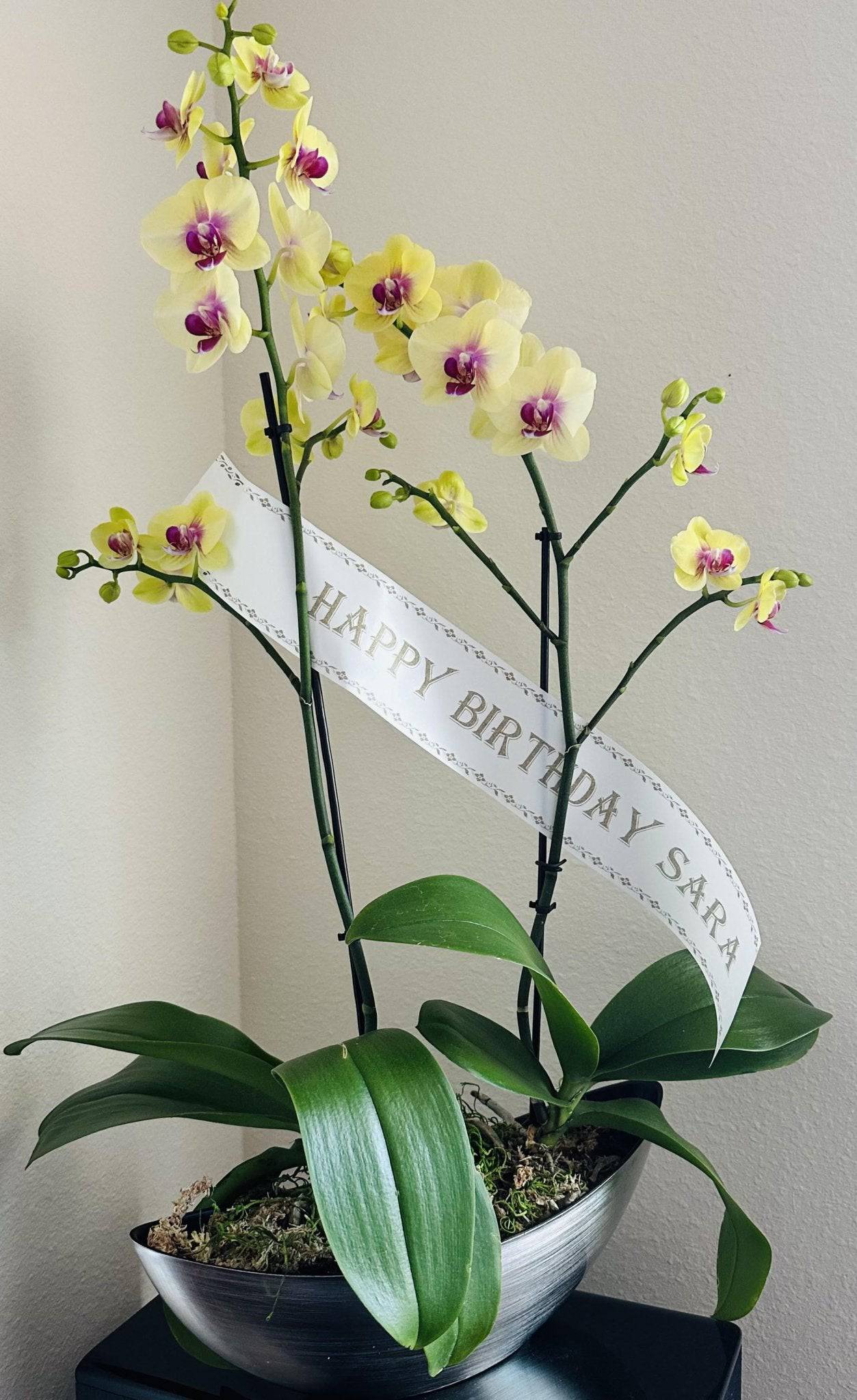 Sunkissed Yellow Waterfall Orchid Plant - Orchids by Donya's Florals