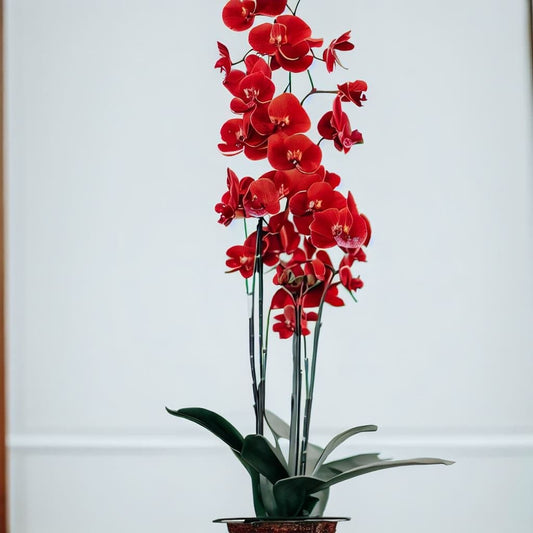 Sunset Red Waterfall Orchid Plant Gift - Orchids by Donya's Florals