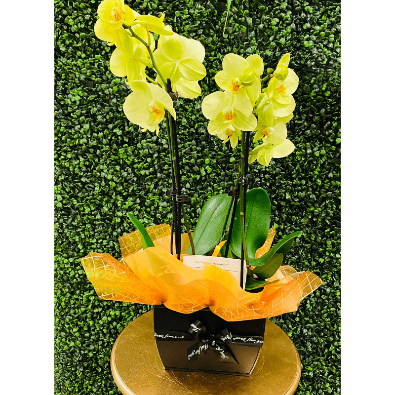 Yellow Waterfall Orchid Plant - Orchids by Donya's Florals